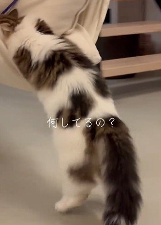 ハンモックに乗ろうと頑張る猫