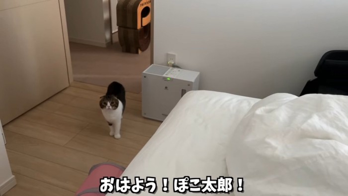 立っている猫