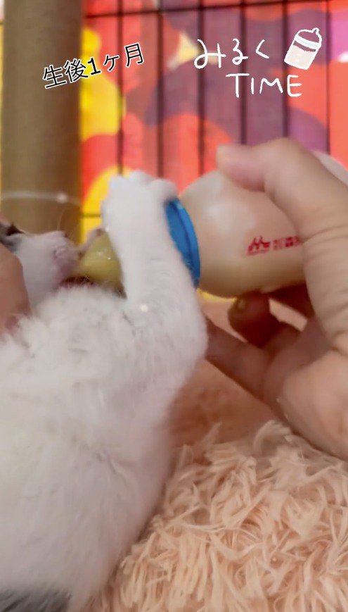 哺乳瓶を加える子猫