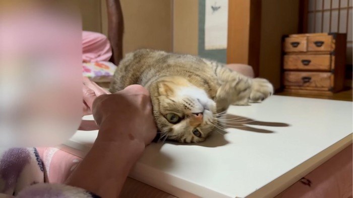 スリスリする猫