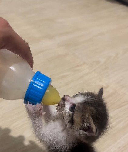ミルクを飲む子猫