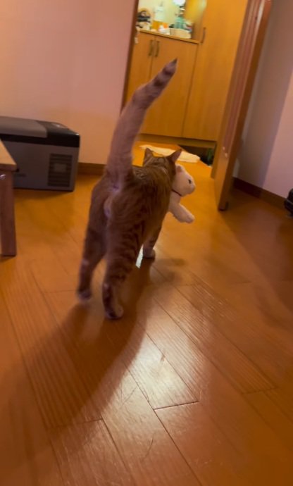 ぬいぐるみをくわえて歩く猫