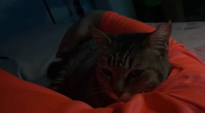 腕の中に収まる猫1