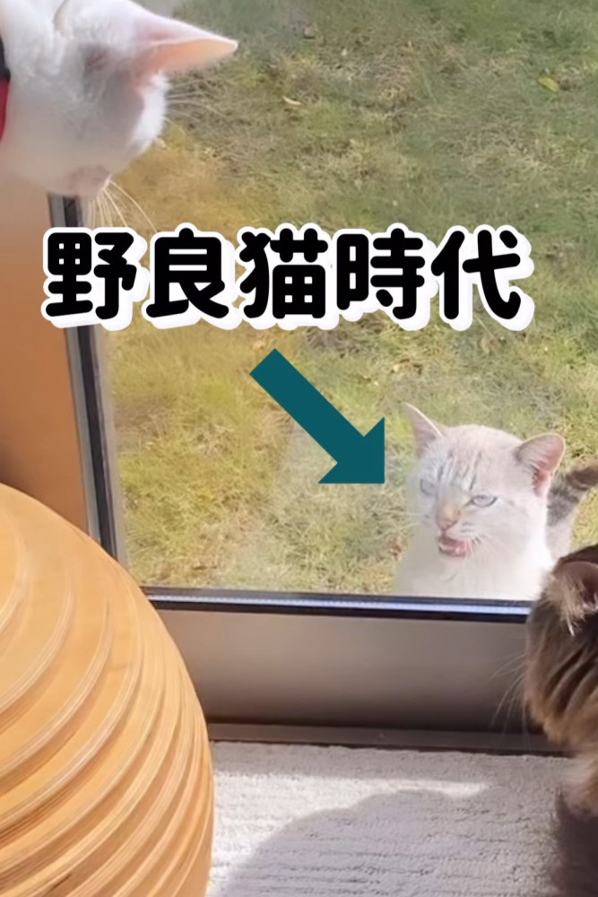 怒った顔の猫