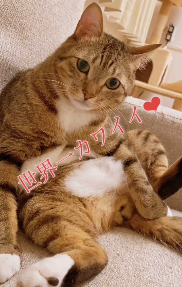 ソファーで座る猫