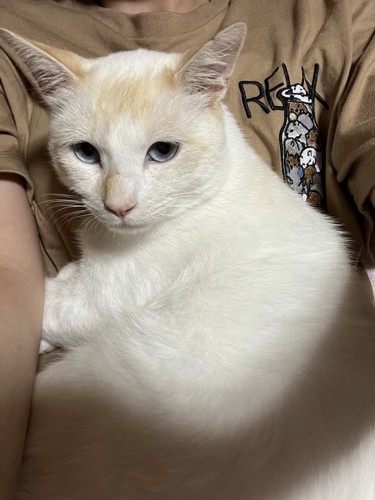 抱っこされる猫