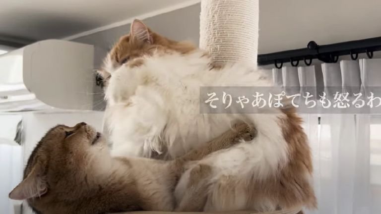 遊んでいる猫たち