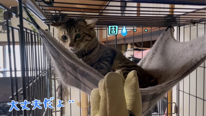 固まる猫