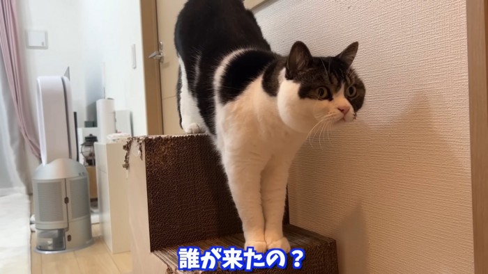 爪とぎの上に立つ猫