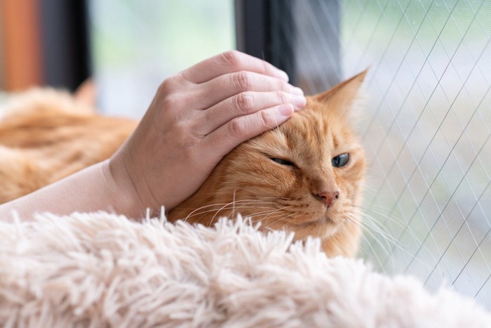 頭を撫でられている猫