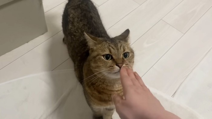 説得される猫