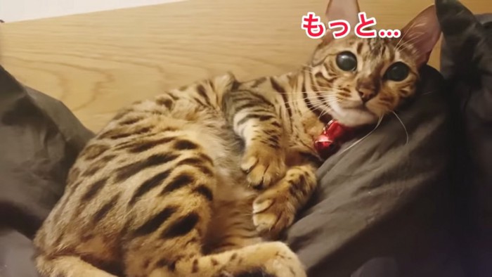 飼い主さんを見つめる猫