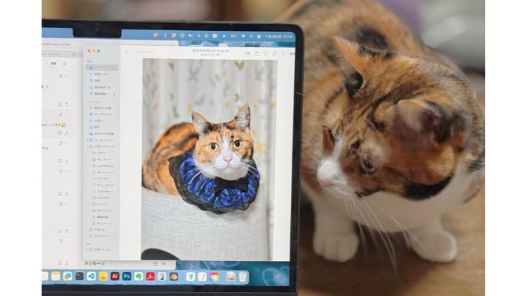 パソコンを見る猫