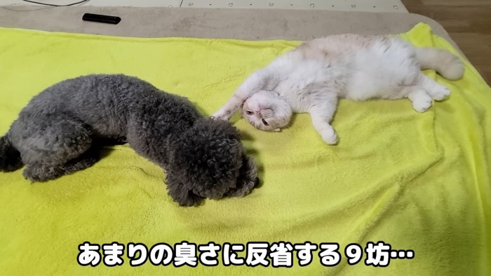 小さくなる犬と仰向けの猫