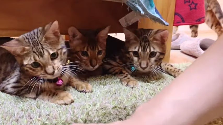 3匹の子猫