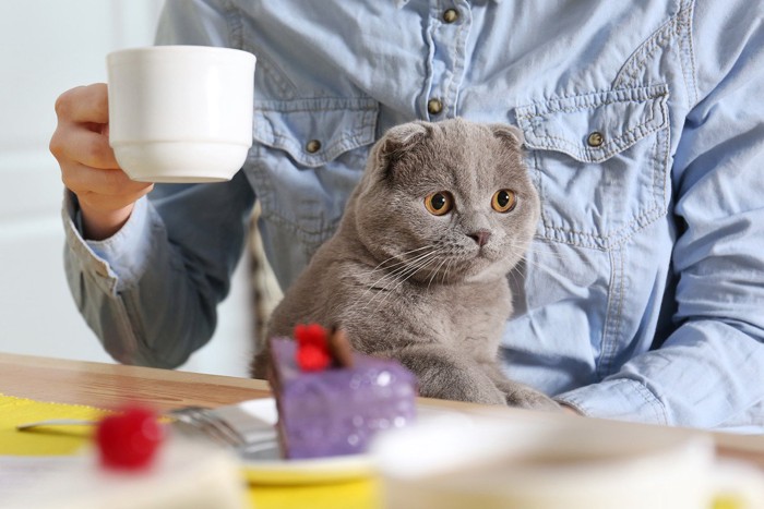 猫を抱きながらお茶を飲む人