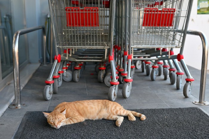 スーパー入口で寝ころぶ猫