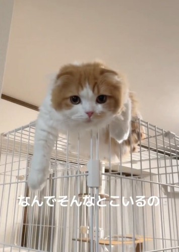上から見下ろす猫