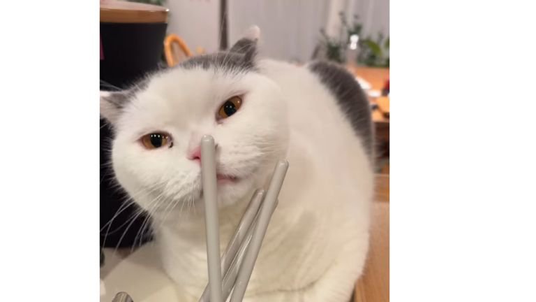 キッチンにいる猫