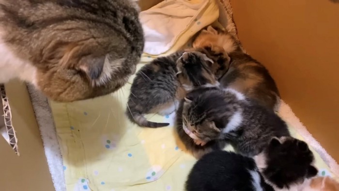 子猫たちを見下ろすパパ猫
