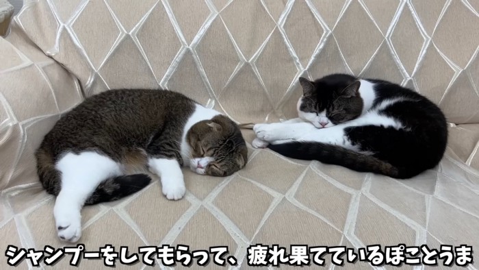 寝ている2匹の猫