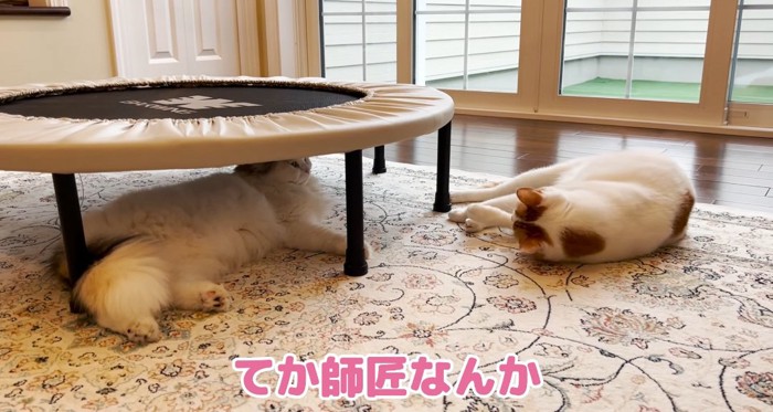 くつろぐ猫