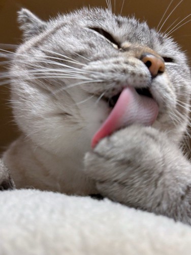 舐める猫