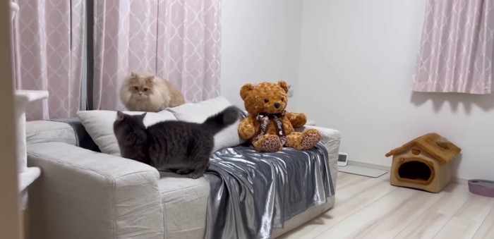 ソファでにらみ合う2匹