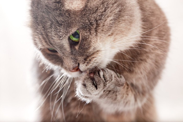 肉球をなめるグレーの猫