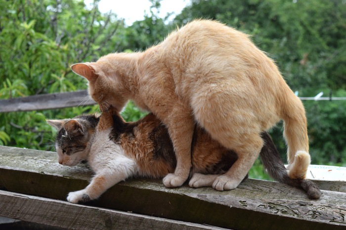 マウンティングしている猫