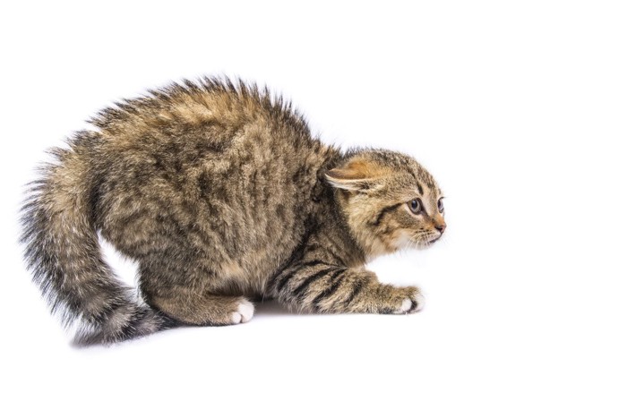 タヌキしっぽとイカ耳の猫
