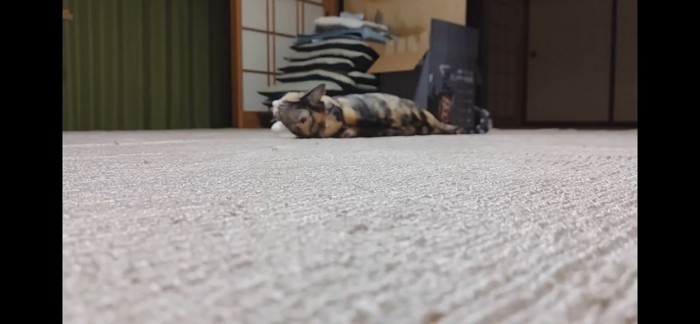 カーペットに寝転がるハチワレ猫