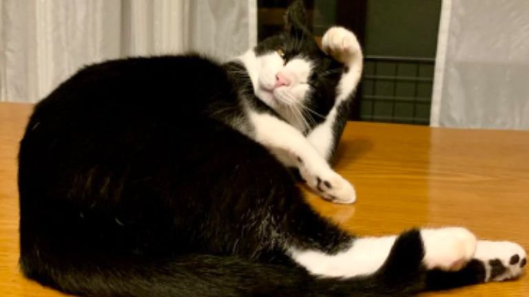 室内にいる猫