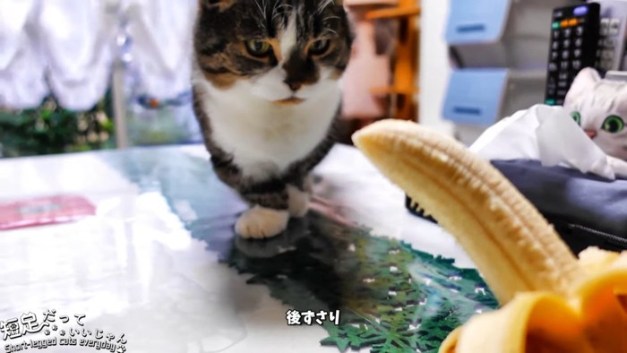 後ずさりする猫