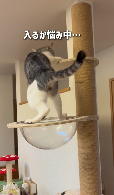 キャットタワーの上にいる猫