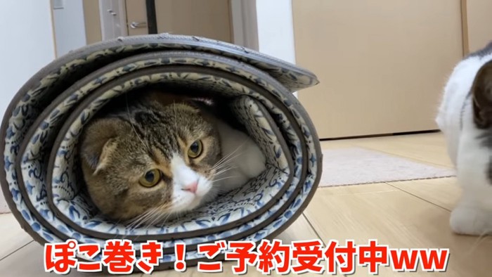 マットの中に入る折れ耳猫