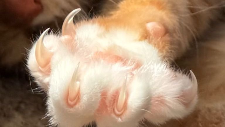 猫の爪