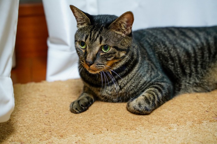 リビングの床で伏せているキジトラ猫