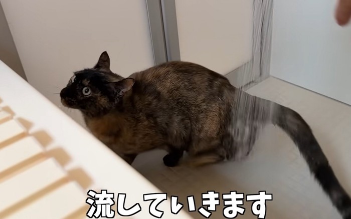 お風呂場で洗われる猫（流していきます）