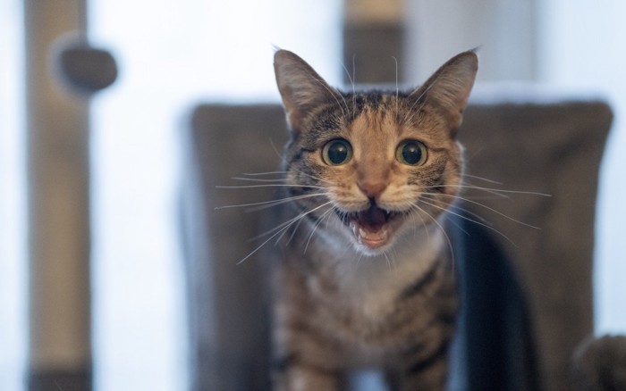 鳴いてこちらを見ている猫