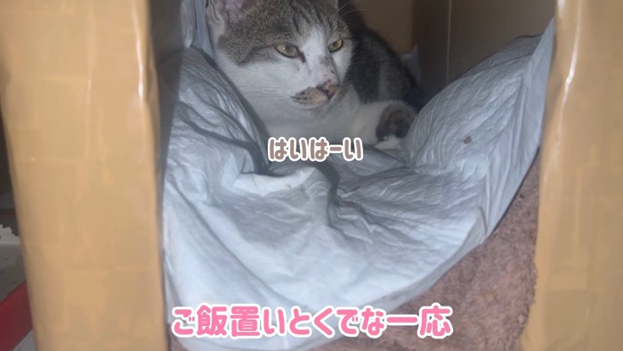 箱の中にいる猫