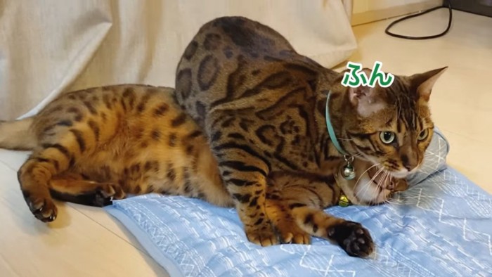 黄色い首輪の猫の上に乗る緑色の首輪の猫