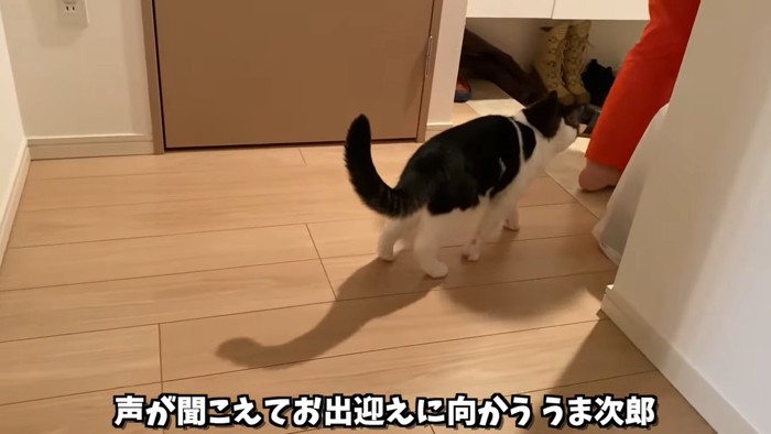 人の後ろに立つ猫