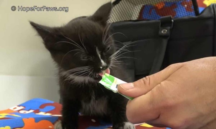 食べる子猫