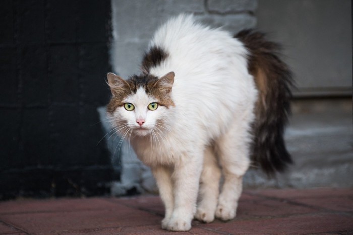 毛を逆立てる猫