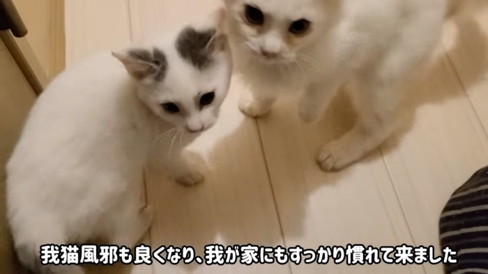 子猫2匹