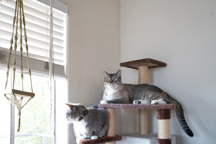 キャットタワーに乗る2匹の猫