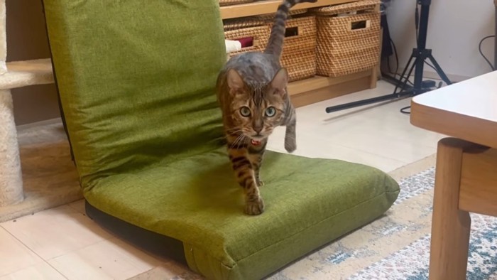 イスの上を歩く猫