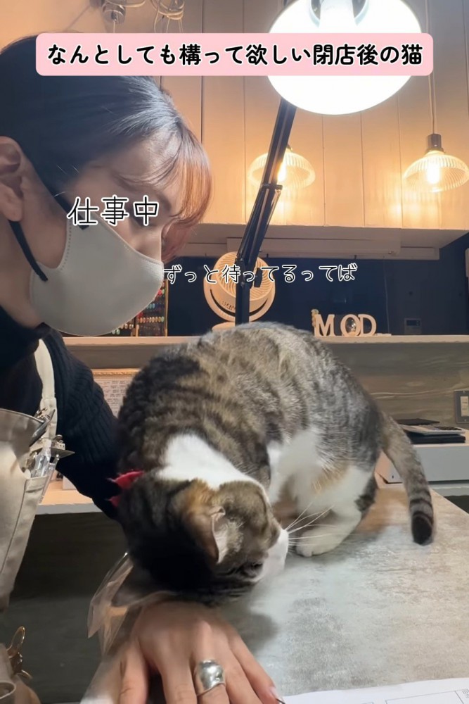 人の手におでこをつける猫