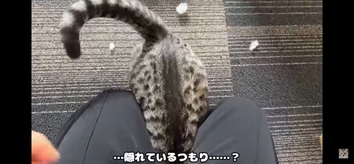 頭隠して尻隠さず